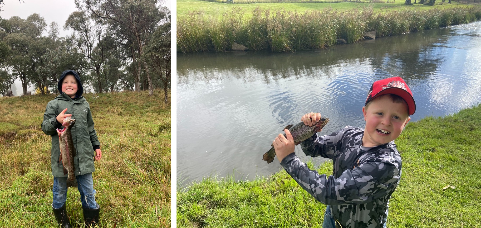 rainbow trout dorrigo